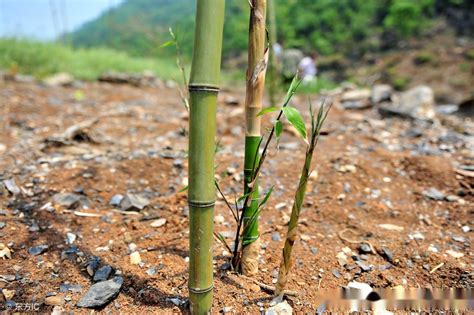 竹子種植|竹子种植技巧——简单易学的移竹种植方法